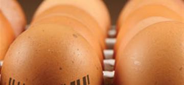 Egg Grader and Supplier Tracks Millions of Eggs with Datalogic's Power scan - Datalogic